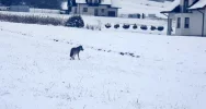 Wilk w biały dzień biega po osiedlu (film) - zdjęcie 2