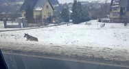 Wilk w biały dzień biega po osiedlu (film) - zdjęcie 3