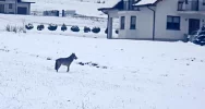 Wilk w biały dzień biega po osiedlu (film) - zdjęcie 5
