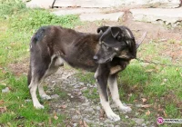 Trzy pieski szukają domu - zdjęcie główne