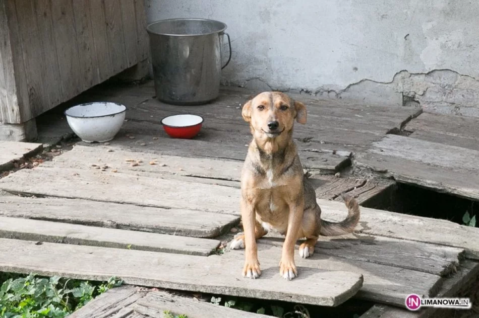 Trzy pieski szukają domu - zdjęcie 2