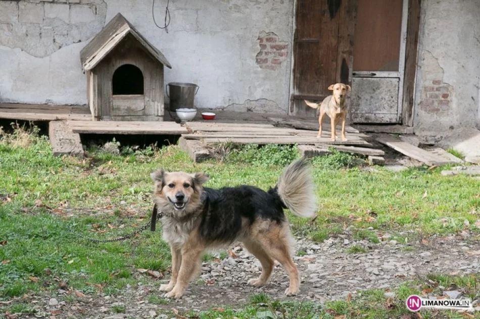 Trzy pieski szukają domu - zdjęcie 3