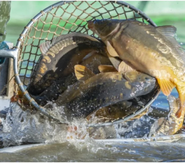 Sprzedaż Karpi i Pstrągów z własnego gospodarstwa - Zdjęcie główne