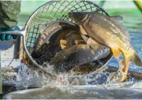 Sprzedaż Karpi i Pstrągów z własnego gospodarstwa - Zdjęcie główne
