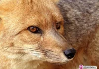 Rozpoczyna się szczepienie. Zachowaj ostrożność! - zdjęcie główne