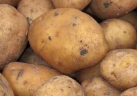 Sprawdzali samochody z... ziemniakami - zdjęcie główne