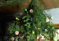 "Od podłaźniczki do choinki" - zdjęcie główne