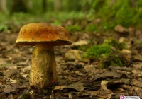 Bezpieczne grzybobranie - zdjęcie główne