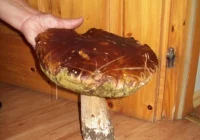 Kolejny rekordowy grzyb! - zdjęcie główne