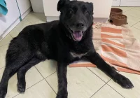 Szukamy właściciela psa ! - zdjęcie główne