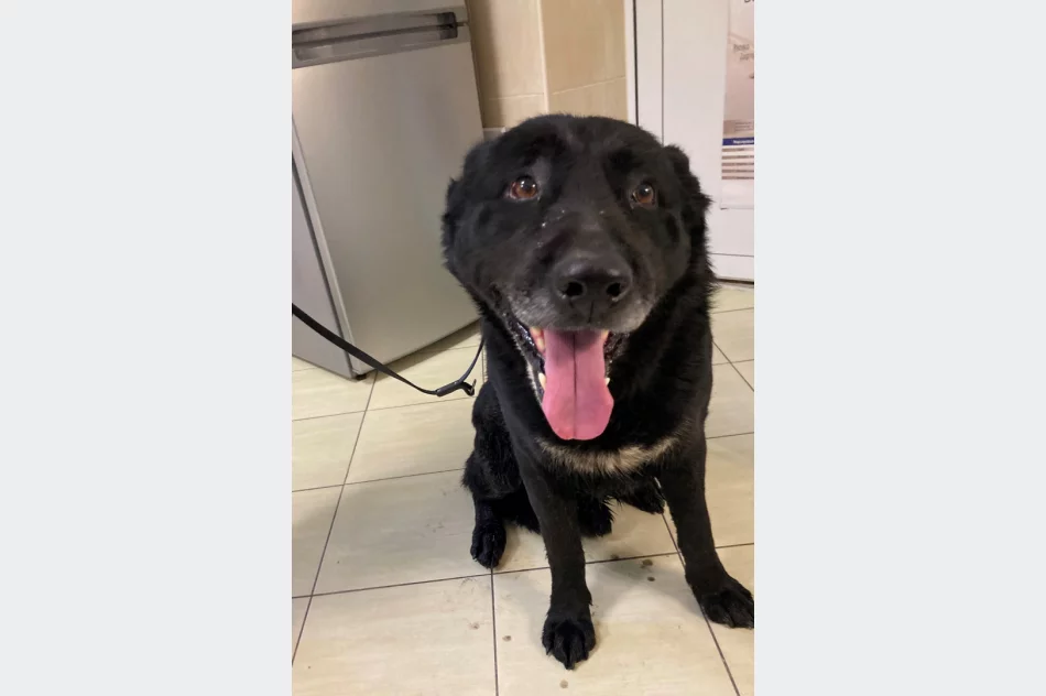 Szukamy właściciela psa ! - zdjęcie 2