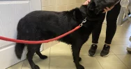 Szukamy właściciela psa ! - zdjęcie 3