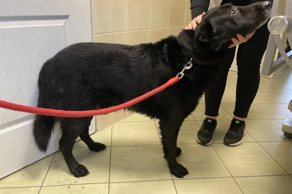 Szukamy właściciela psa ! - zdjęcie 3