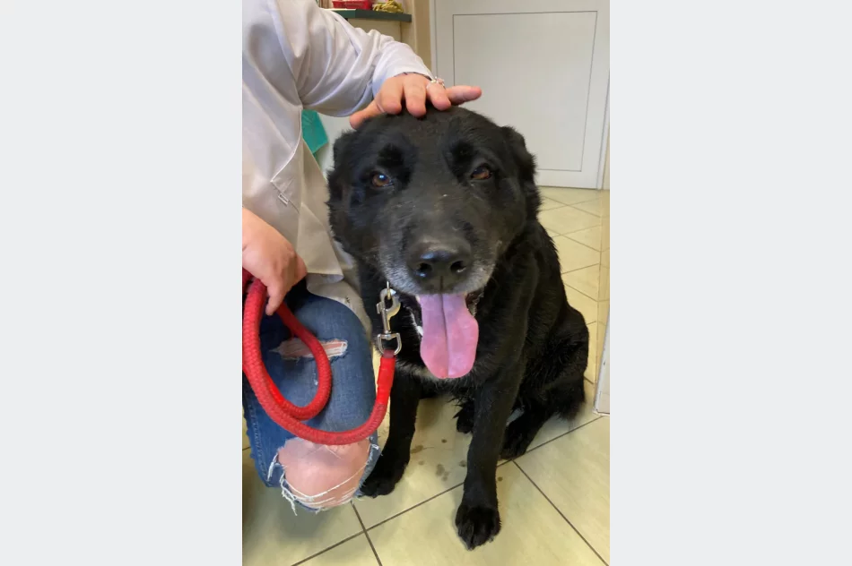 Szukamy właściciela psa ! - zdjęcie 4