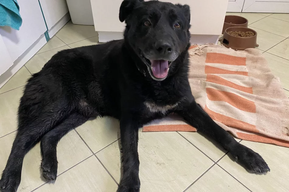 Szukamy właściciela psa ! - zdjęcie 5