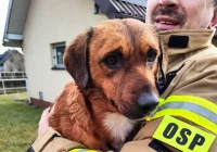 Druhowie uratowali psa, który utknął na środku rzeki - zdjęcie główne