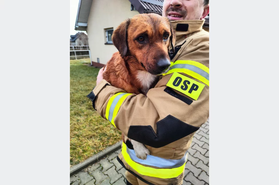 Druhowie uratowali psa, który utknął na środku rzeki - zdjęcie 4