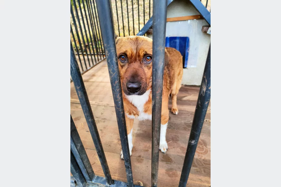 Druhowie uratowali psa, który utknął na środku rzeki - zdjęcie 5