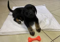 Piesek szuka właściciela/opiekuna! - zdjęcie główne