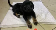 Piesek szuka właściciela/opiekuna! - zdjęcie 2