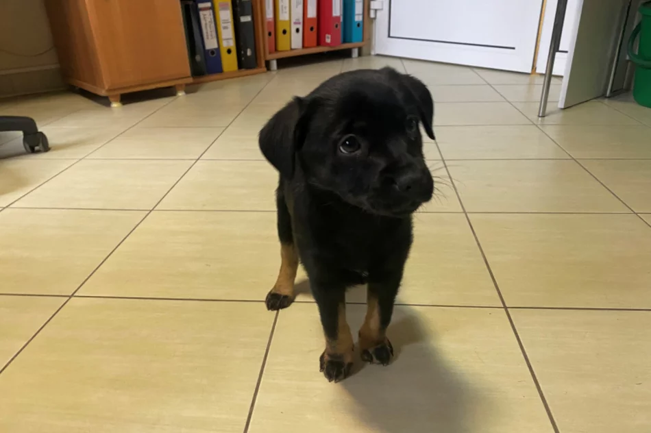 Piesek szuka właściciela/opiekuna! - zdjęcie 3