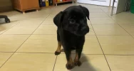 Piesek szuka właściciela/opiekuna! - zdjęcie 3