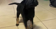 Piesek szuka właściciela/opiekuna! - zdjęcie 4