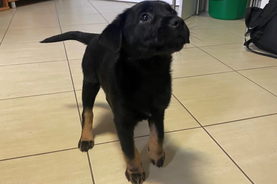 Piesek szuka właściciela/opiekuna! - zdjęcie 4