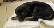 Piesek szuka właściciela/opiekuna! - zdjęcie 5