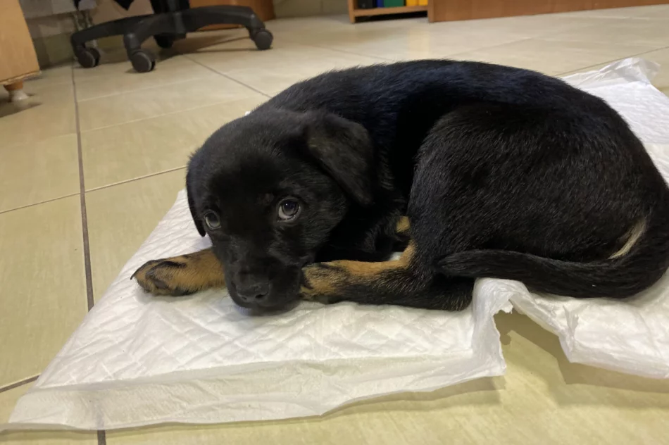 Piesek szuka właściciela/opiekuna! - zdjęcie 5