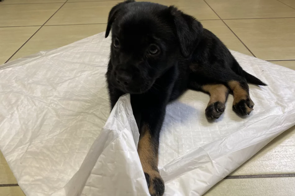 Piesek szuka właściciela/opiekuna! - zdjęcie 7