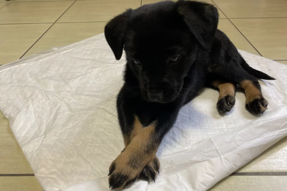 Piesek szuka właściciela/opiekuna! - zdjęcie 8