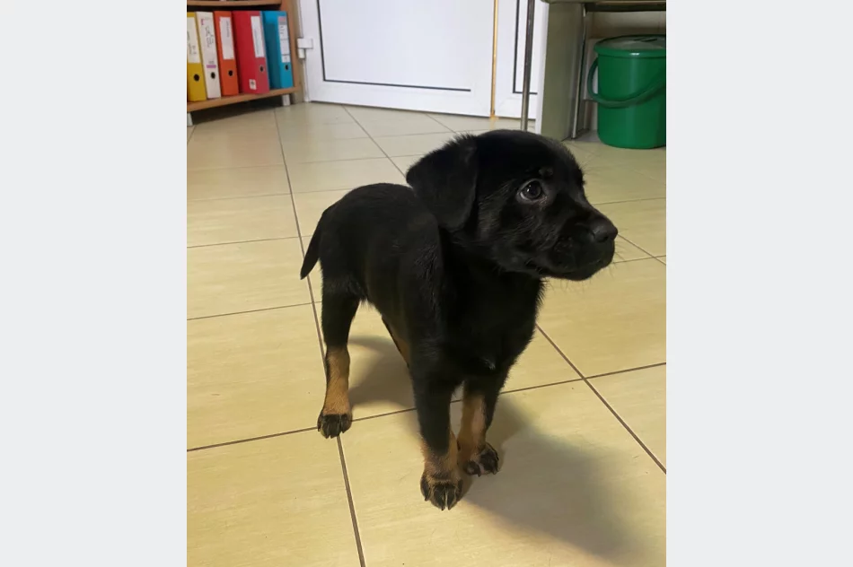 Piesek szuka właściciela/opiekuna! - zdjęcie 9