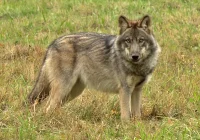 Wilki coraz bliżej gospodarstw - gmina apeluje - zdjęcie główne