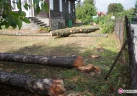 Mieszkańcy zbulwersowani wycinką - była legalna - zdjęcie główne