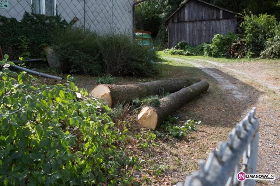 Mieszkańcy zbulwersowani wycinką - była legalna - zdjęcie 2