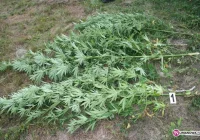 Zatrzymano właściciela plantacji marihuany - zdjęcie główne