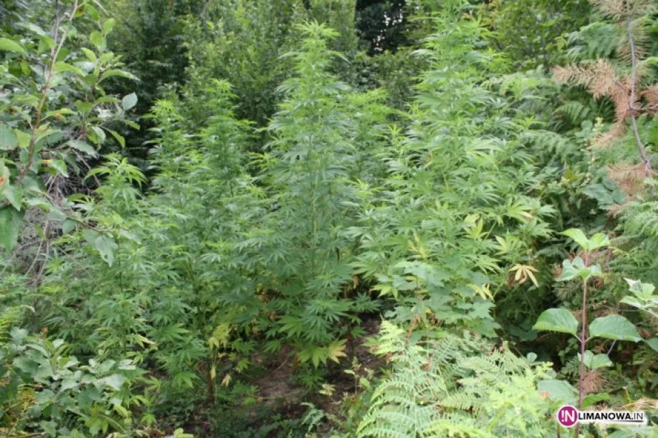 Zatrzymano właściciela plantacji marihuany - zdjęcie 2