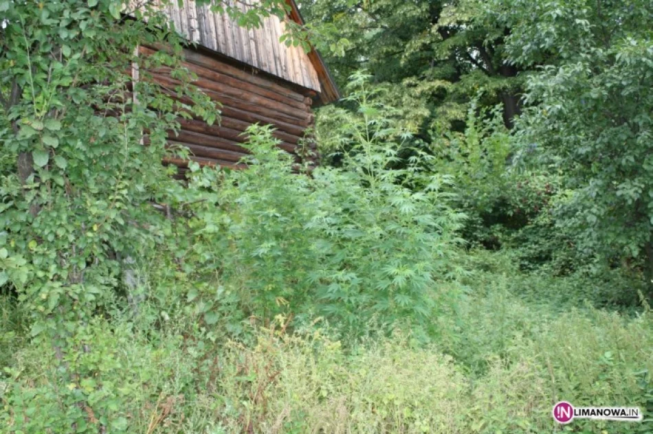 Zatrzymano właściciela plantacji marihuany - zdjęcie 3