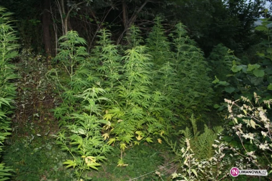 Zatrzymano właściciela plantacji marihuany - zdjęcie 4