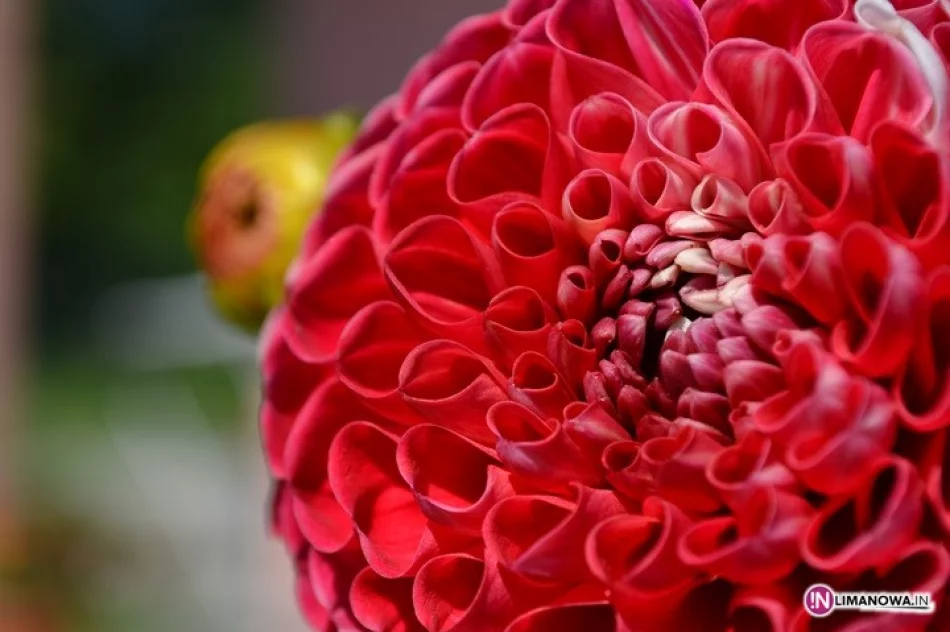 17-latka nagrodzona w konkursie Empik-foto - zdjęcie 4