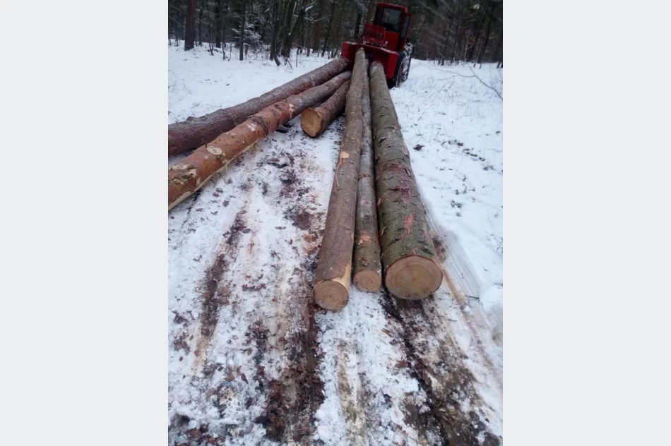 Kupię drewno na pniu Jodła Dąb Świerk Modrzew Sosna Buk - zdjęcie 1