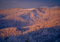 Lasy Państwowe będą skupować tereny pod zalesianie   - zdjęcie główne