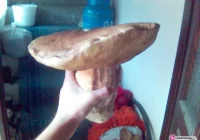 Blisko trzykilogramowy borowik - zdjęcie główne