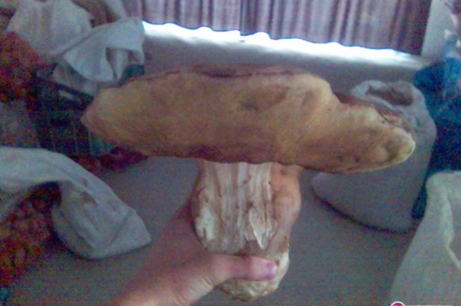 Blisko trzykilogramowy borowik - zdjęcie 2