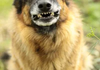 Po szczepionkę do Nowego Sącza - zdjęcie główne