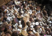 Rekord pobity: 2 tys. borowików w lesie - zdjęcie główne