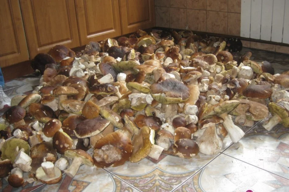 Rekord pobity: 2 tys. borowików w lesie - zdjęcie 2