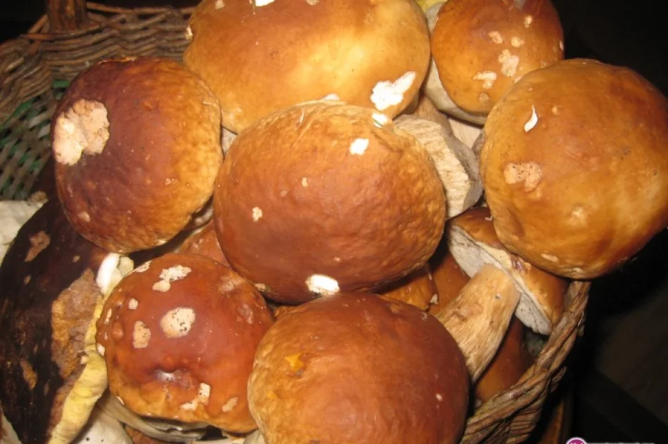 Rekord pobity: 2 tys. borowików w lesie - zdjęcie 3