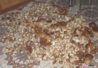 640 borowików w 4 godziny - zdjęcie główne